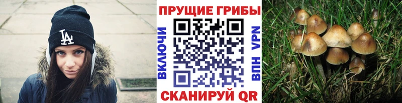 Купить  Заволжск  Псилоцибиновые грибы мицелий 